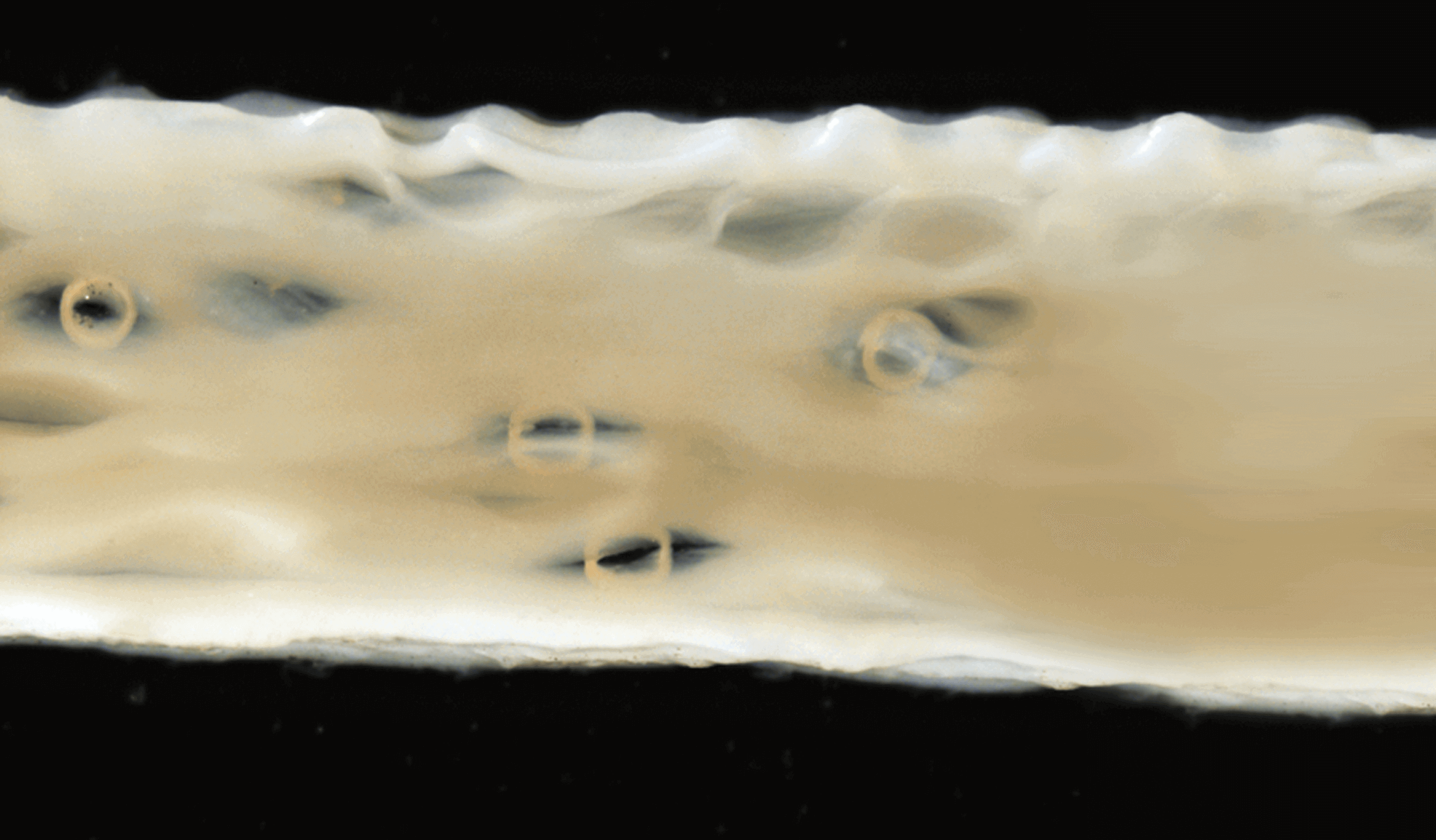 Detailed image of OSSIX™ Volumax