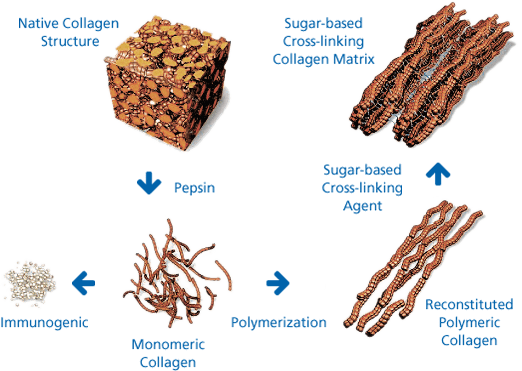 Image of the ingredients used in OSSIX™ collagen products